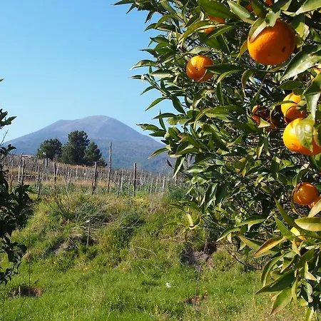 I Due Grappoli Boscotrecase