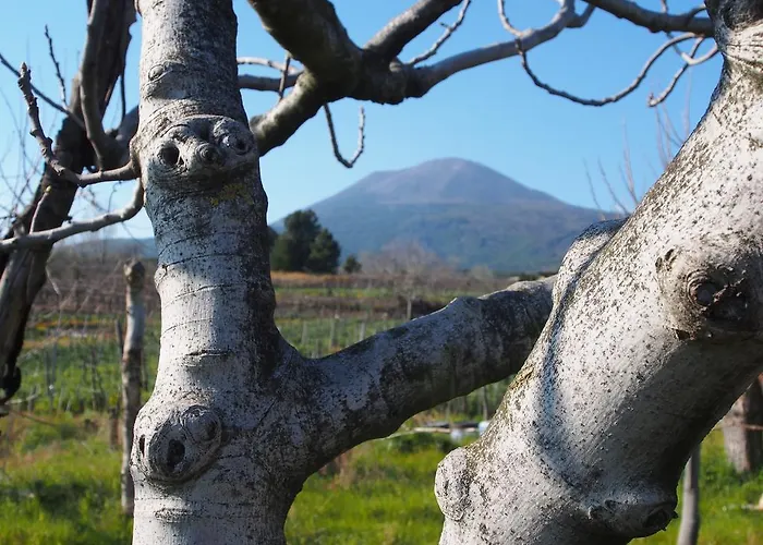 I Due Grappoli Apartamento Boscotrecase