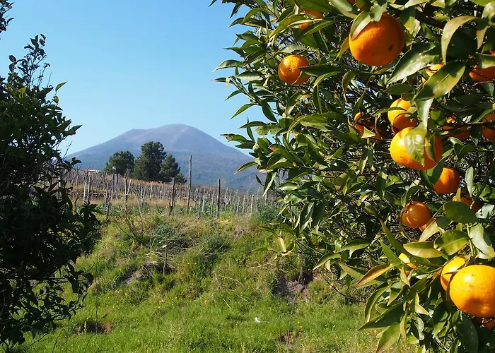 I Due Grappoli Boscotrecase